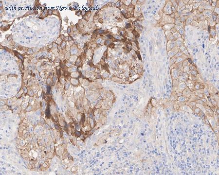 Novus Biologicals NBP3-32290 image 1