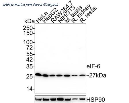 Novus Biologicals NBP3-32303 image 1