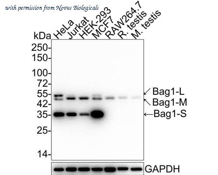 Novus Biologicals NBP3-32068 image 1
