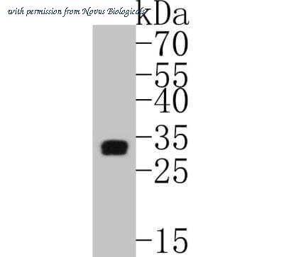 Novus Biologicals NBP2-67608 image 1