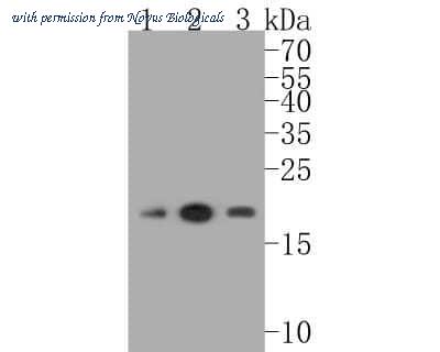 Novus Biologicals NBP2-67895 image 1