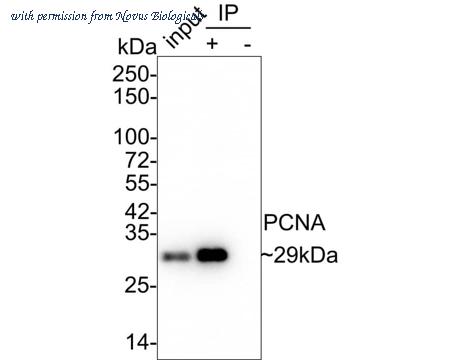 Novus Biologicals NBP3-32725 image 1