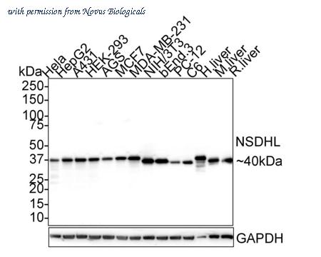 Novus Biologicals NBP3-32663 image 1