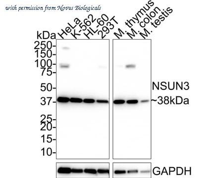 Novus Biologicals NBP3-32665 image 1