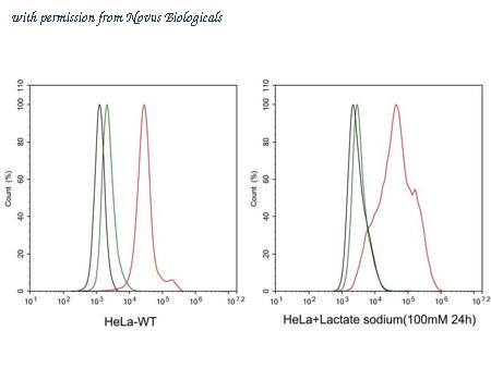 Novus Biologicals NBP3-33149 image 1