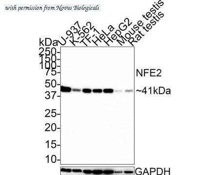Novus Biologicals NBP3-32646 image 1