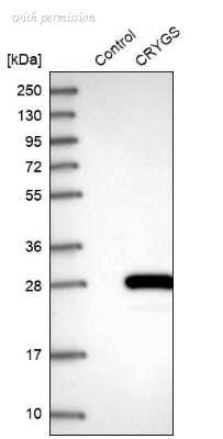 Novus Biologicals NBP1-84375 image 1