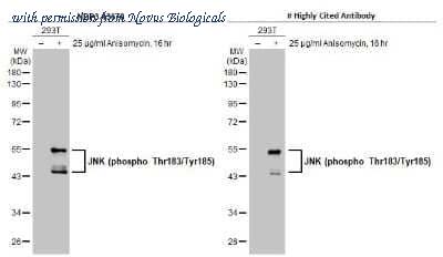 Novus Biologicals NBP3-13678 image 1