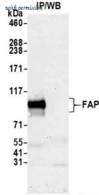Novus Biologicals NBP3-14728 image 1
