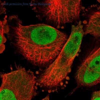 Novus Biologicals NBP1-84949 image 1