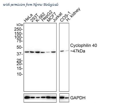Novus Biologicals NBP3-32238 image 1