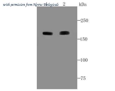 Novus Biologicals NBP2-67111 image 1