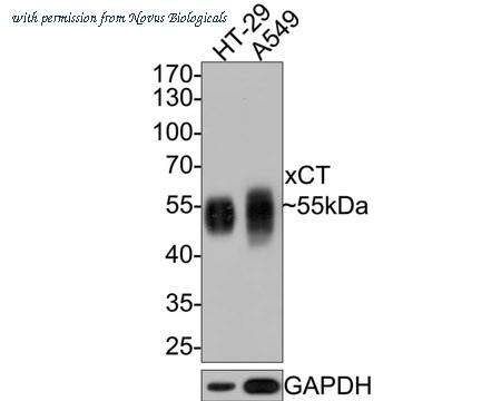 Novus Biologicals NBP3-33104 image 1