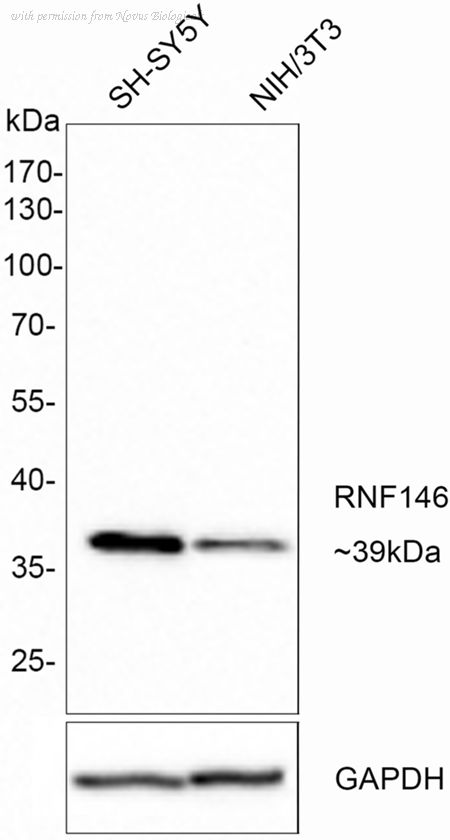 Novus Biologicals NBP3-32911 image 1