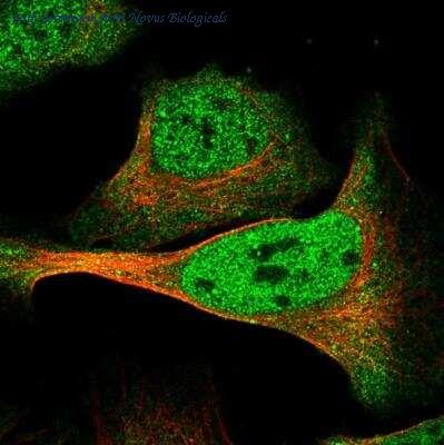 Novus Biologicals NBP1-84073 image 1