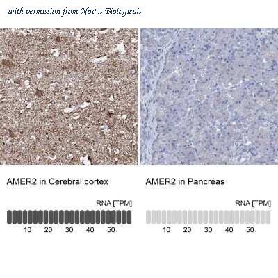 Novus Biologicals NBP1-93907 image 1