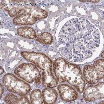 Novus Biologicals NBP2-54915 image 1
