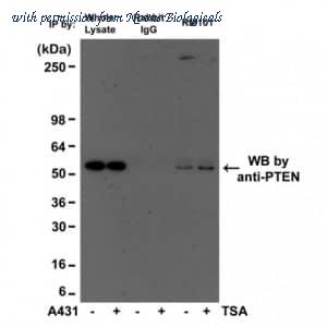 Novus Biologicals NBP3-25979 image 1