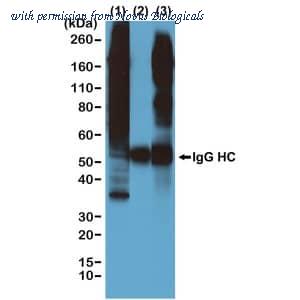 Novus Biologicals NBP3-25980 image 1