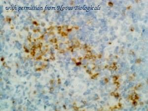 Novus Biologicals NBP3-25964 image 1
