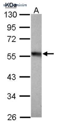 Novus Biologicals NBP2-20761 image 1