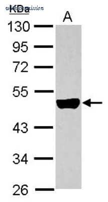 Novus Biologicals NBP2-19310 image 1