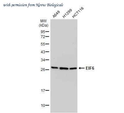 Novus Biologicals NBP2-16975 image 1
