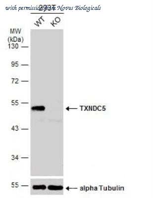 Novus Biologicals NBP2-20764 image 1