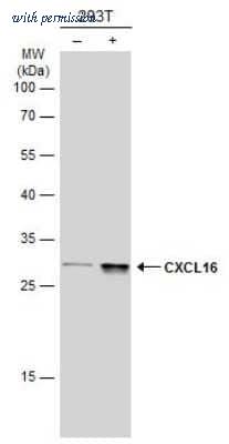 Novus Biologicals NBP3-13519 image 1