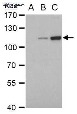 Novus Biologicals NBP3-13490 image 1