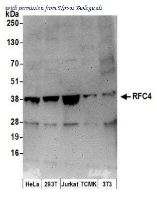 Novus Biologicals NB100-233 image 1