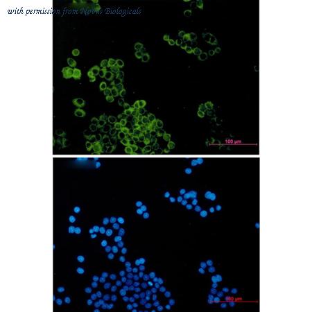 Novus Biologicals NBP3-27809 image 1