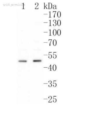 Novus Biologicals NBP2-66766 image 1