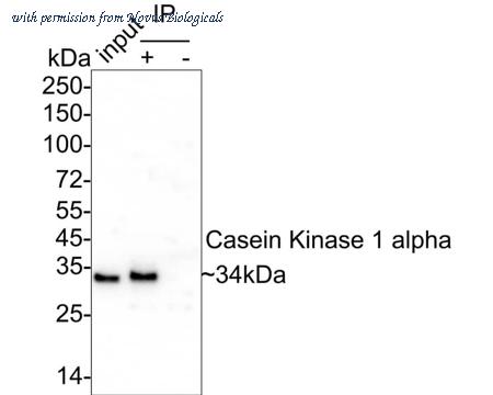Novus Biologicals NBP3-32107 image 1