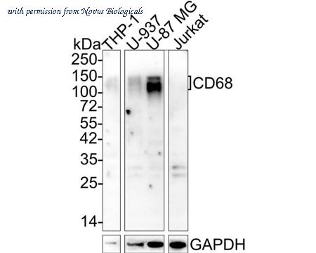 Novus Biologicals NBP3-32163 image 1
