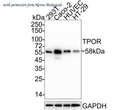 Novus Biologicals NBP3-32173 image 1
