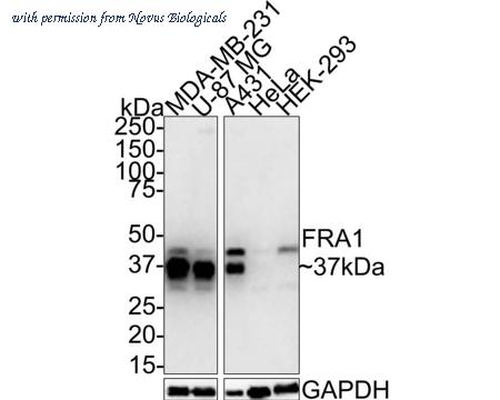Novus Biologicals NBP3-32350 image 1