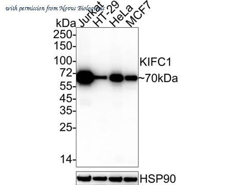 Novus Biologicals NBP3-32504 image 1