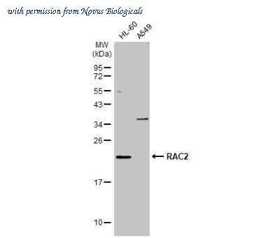 Novus Biologicals NBP1-33449 image 1