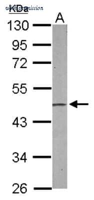 Novus Biologicals NBP2-16257 image 1