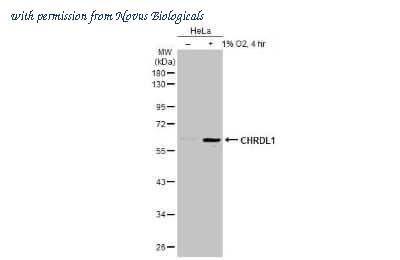 Novus Biologicals NBP3-12874 image 1