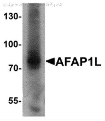 Novus Biologicals NBP2-81889 image 1