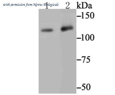 Novus Biologicals NBP2-76848 image 1