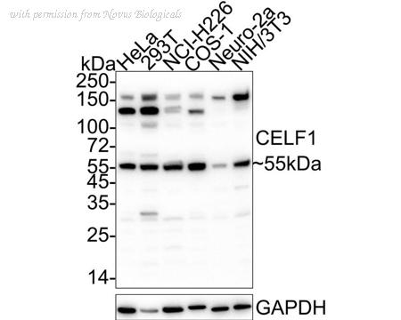 Novus Biologicals NBP3-32179 image 1