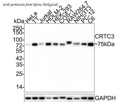 Novus Biologicals NBP3-32226 image 1