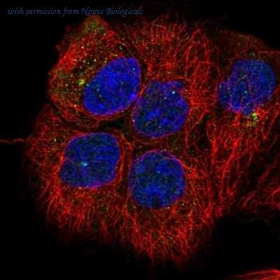 Novus Biologicals NBP2-59000 image 1
