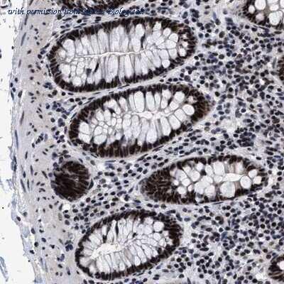 Novus Biologicals NBP1-94018 image 1