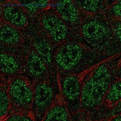 Novus Biologicals NBP2-49431 image 1