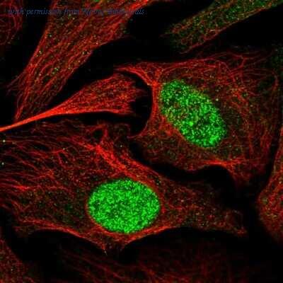 Novus Biologicals NBP1-93562 image 1