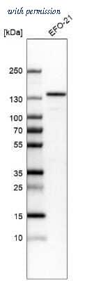 Novus Biologicals NBP1-83478 image 1